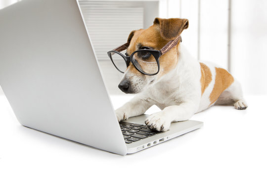 Writing contest image dog