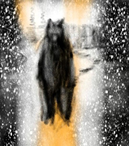 Bear