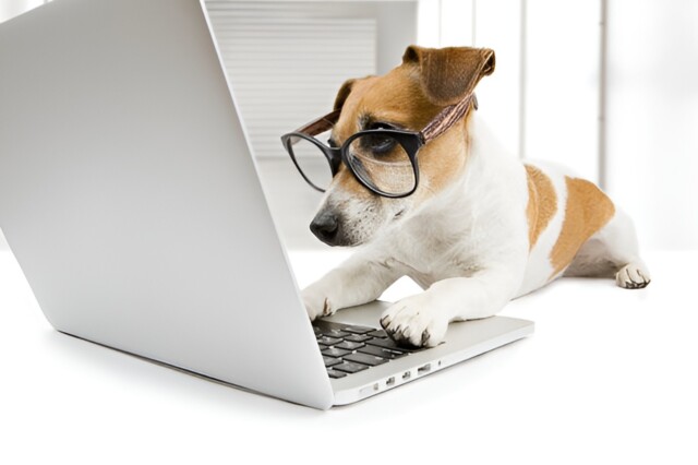 Writing contest image dog