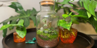 Terrarium